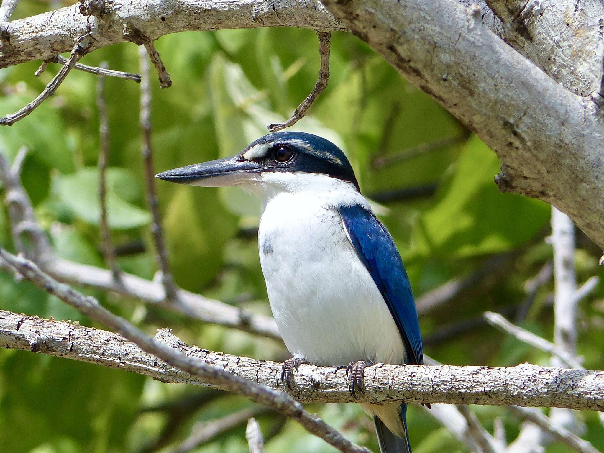 Image of Pacific Kingfisher