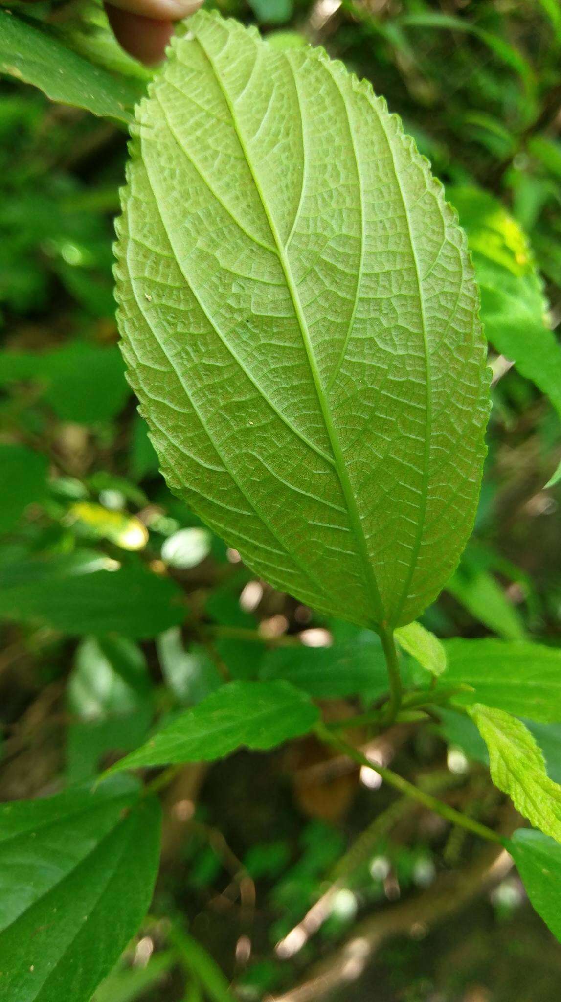 Image of Boehmeria zollingeriana var. podocarpa (W. T. Wang) W. T. Wang & C. J. Chen