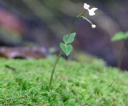 Disperis oppositifolia Sm.的圖片