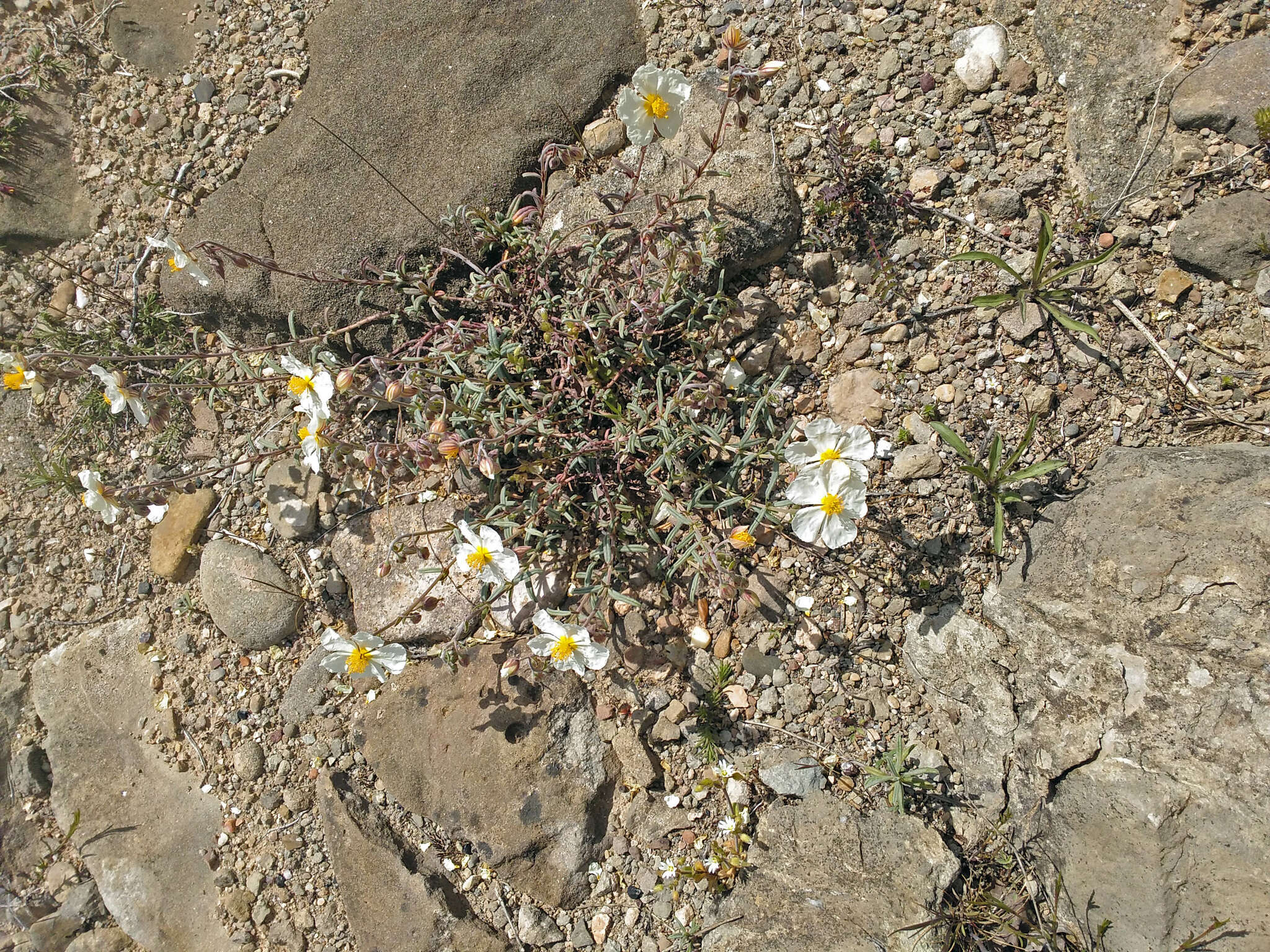 Image of Helianthemum violaceum (Cav.) Pers.