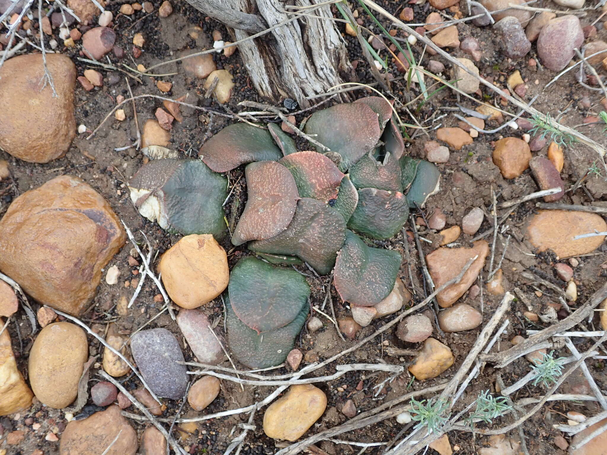 Image of Gasteria nitida (Salm-Dyck) Haw.