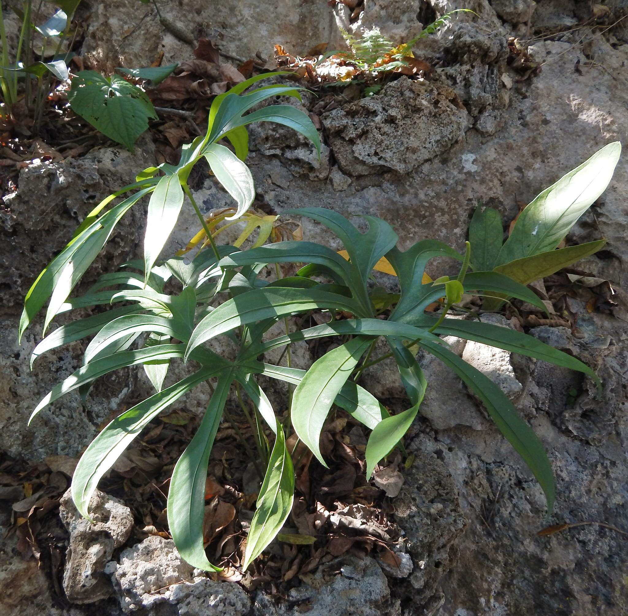 Image of Anthurium pedatoradiatum Schott