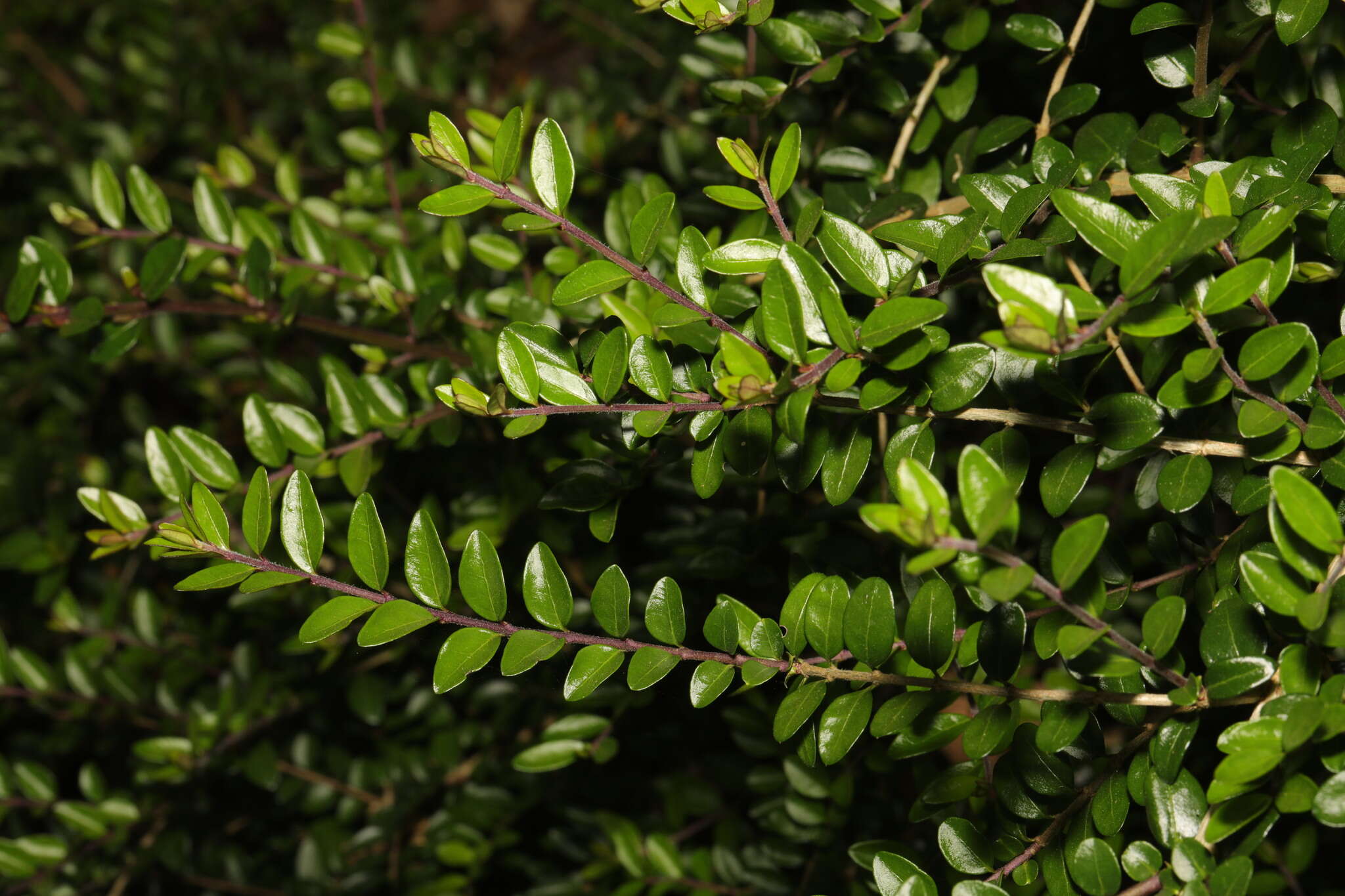 Image of box-leaf honeysuckle