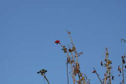 Image of Erythrina suberosa Roxb.