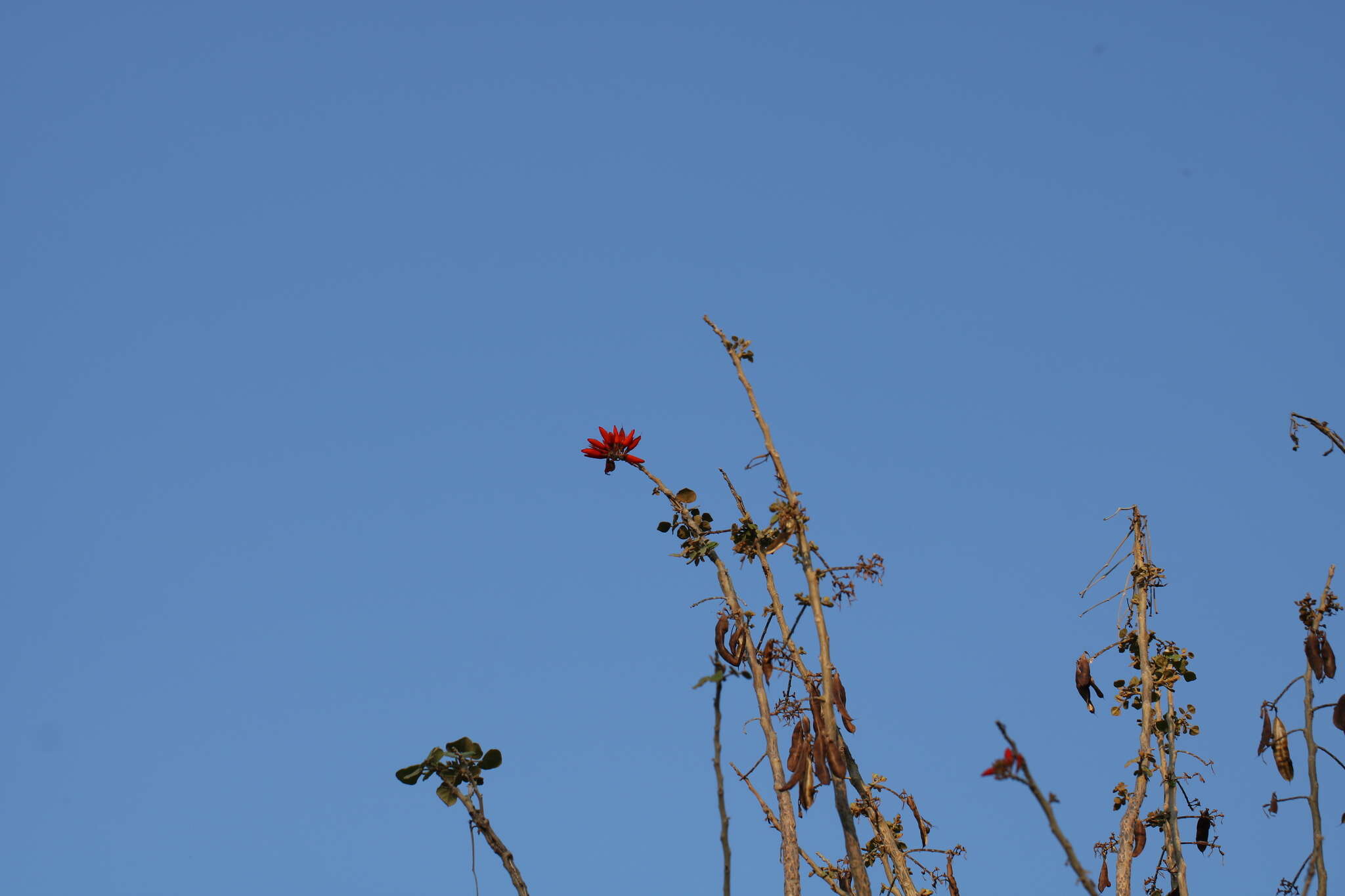 Plancia ëd Erythrina suberosa Roxb.