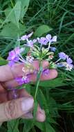 Imagem de Phlox glaberrima subsp. interior (Wherry) Wherry