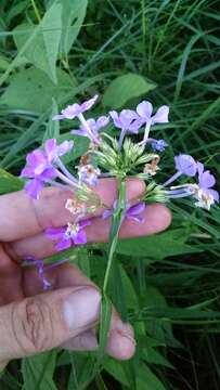 Image of smooth phlox