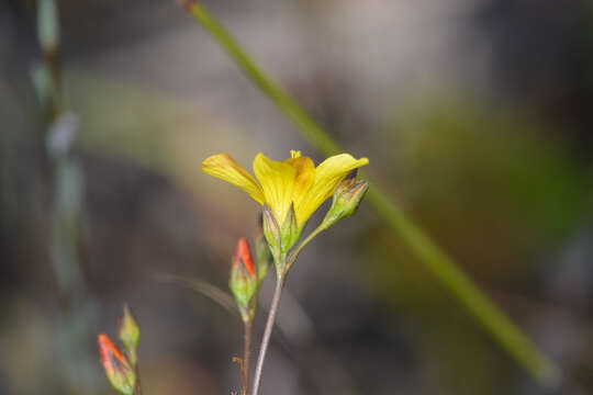 Plancia ëd Linum africanum L.