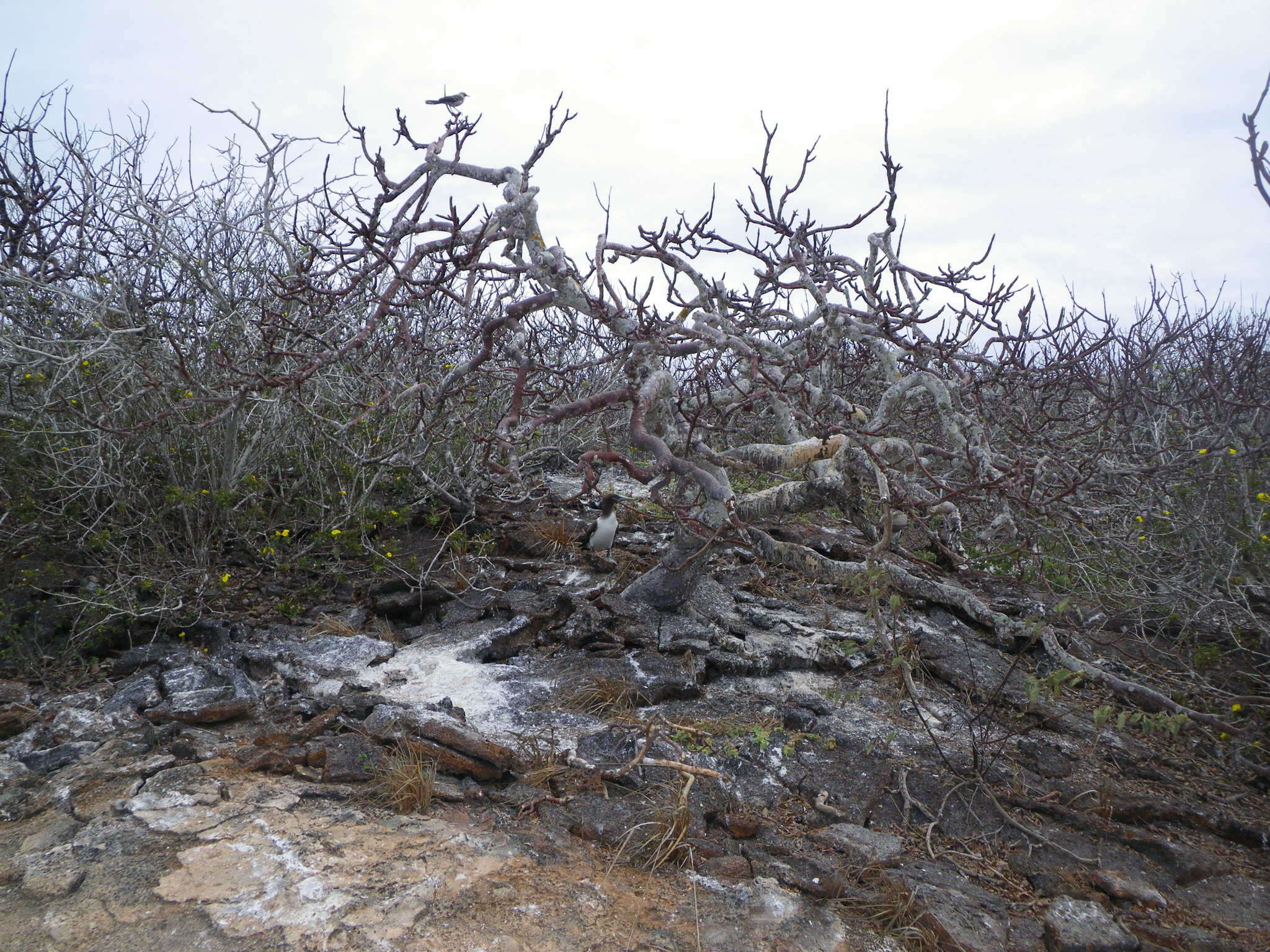 Image of Palo Santo