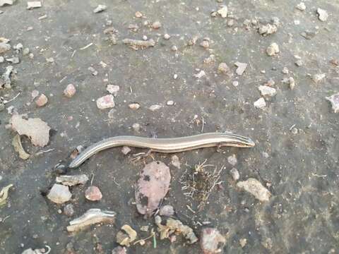 Image of Oak Forest Skink