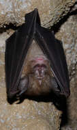 Image of Greater Horseshoe Bat