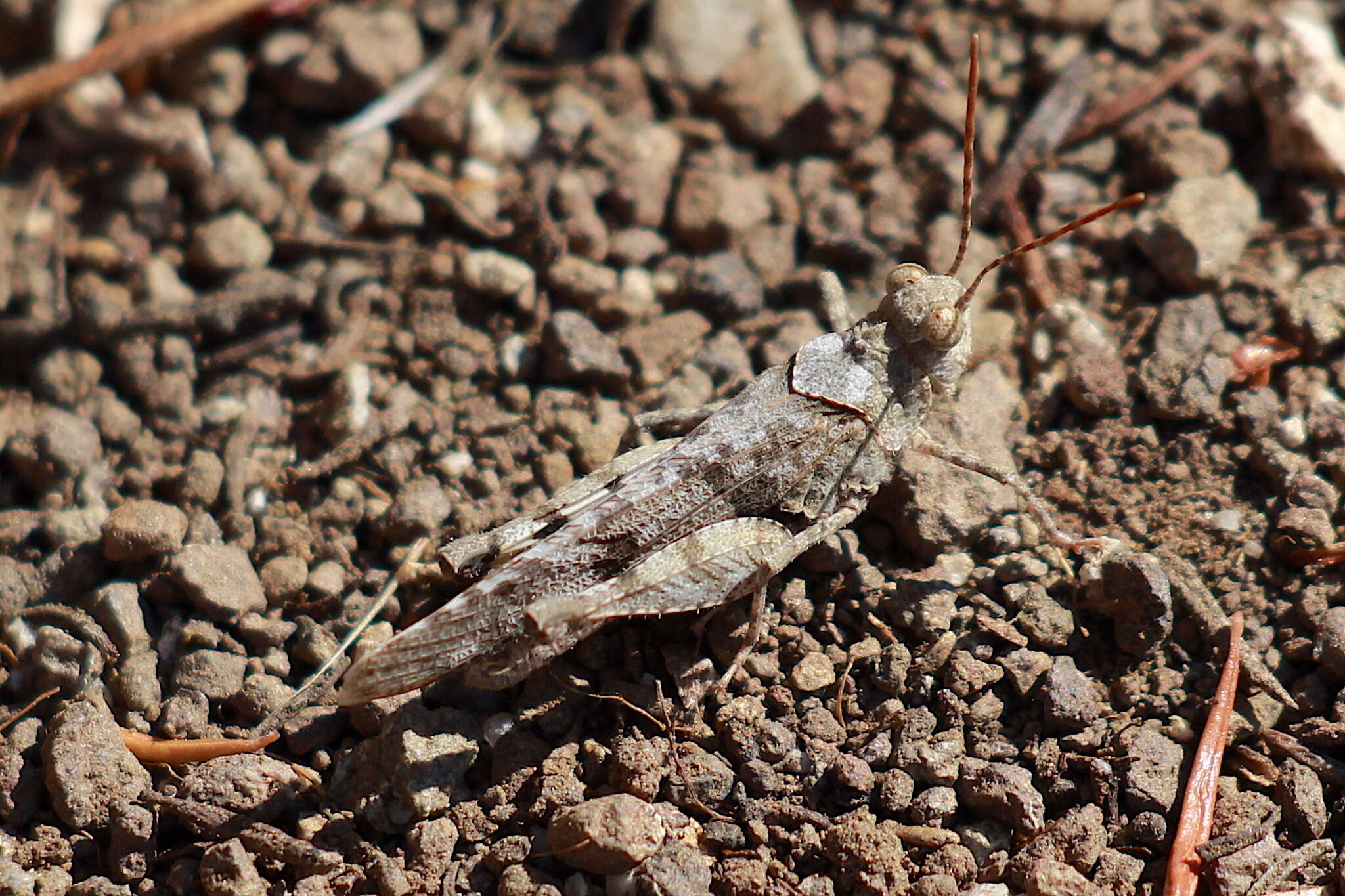 Image of Trimerotropis occidentiloides Rentz, D. C. F. & Weissman 1981