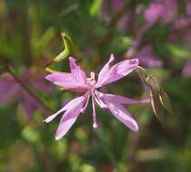 Plancia ëd Clarkia biloba (Dur.) A. Nels. & J. F. Macbr.