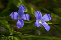 Image of One-Flower Fringed-Gentian