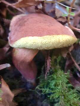 Image de Hortiboletus coccyginus