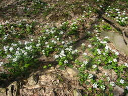 Imagem de Pachyphragma macrophyllum (Hoffm.) N. Busch