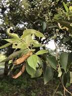 Image of Salix kusanoi (Hayata) C. K. Schneid.