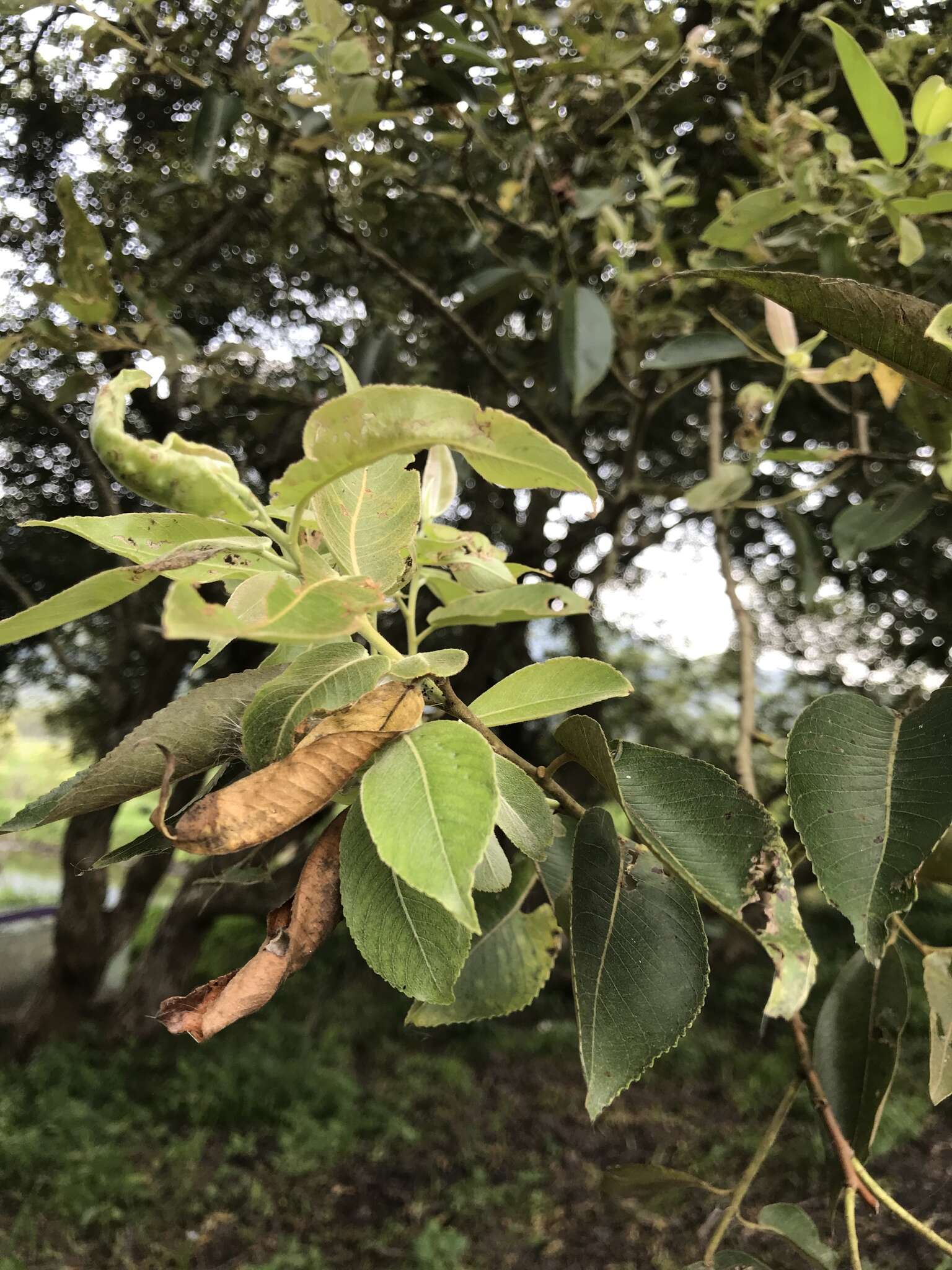 Image of Salix kusanoi (Hayata) C. K. Schneid.