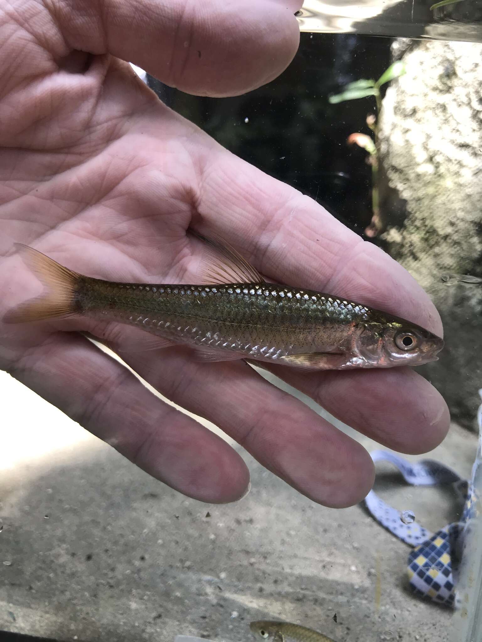 Image of Eastern Silvery Minnow