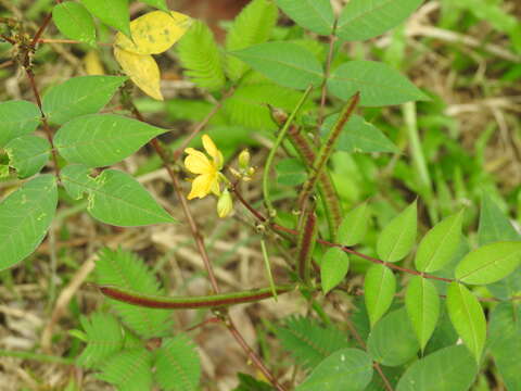 صورة Senna hirsuta var. hirsuta