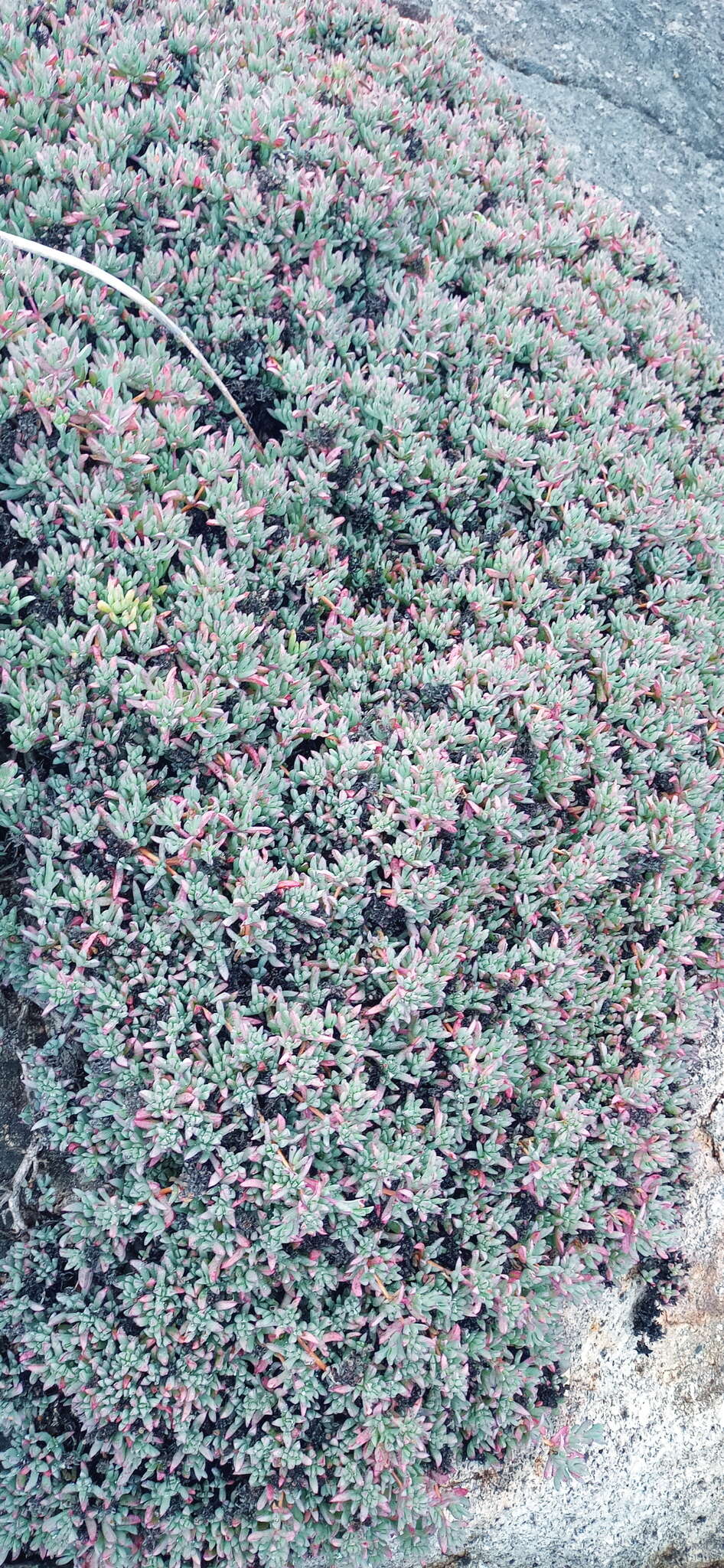 صورة Oscularia caulescens (Mill.) Schwant.