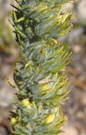Image of Aspalathus shawii subsp. longispica