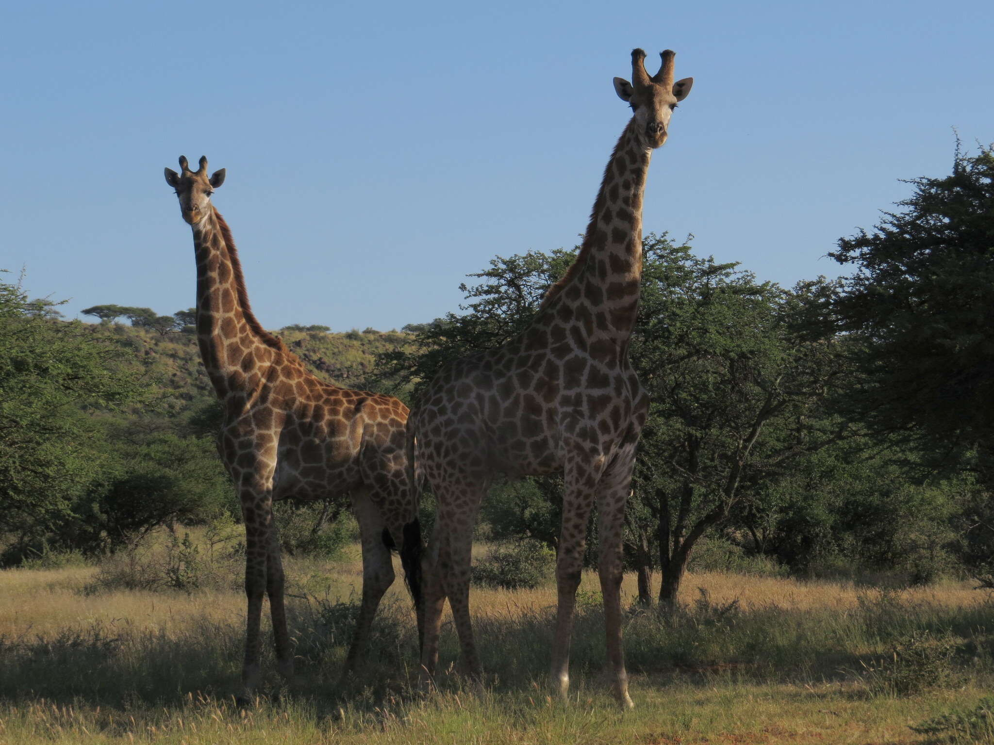 Image of Southern giraffe