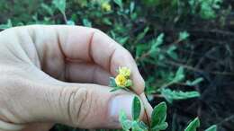 Image of Hermannia lavandulifolia L.