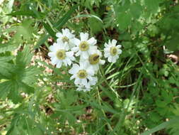 Achillea ptarmica subsp. macrocephala (Rupr.) Heimerl resmi