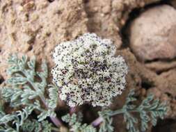 Image of Nevada biscuitroot