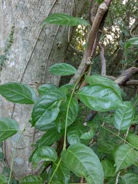 Image of Anchietea pyrifolia A. St.-Hil.