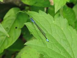 Image of Turquoise Bluet