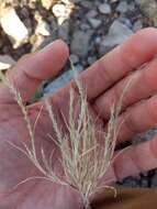 Plancia ëd Muhlenbergia depauperata Scribn.