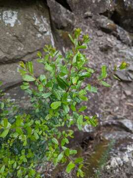 Image of Leionema bilobum subsp. truncatum (Hook. fil.) Duretto & K. L. Durham