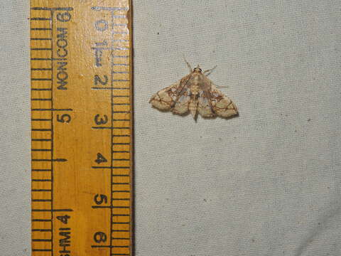 Image of Sweetpotato vineborer