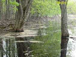 Image of Flooded Jellyskin Lichen