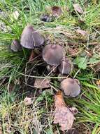 Image of Coprinopsis acuminata (Romagn.) Redhead, Vilgalys & Moncalvo 2001