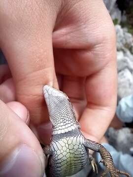 Image of Horvath's rock lizard