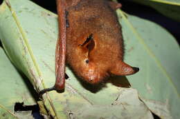 Image of <i>Myotis rufoniger</i>