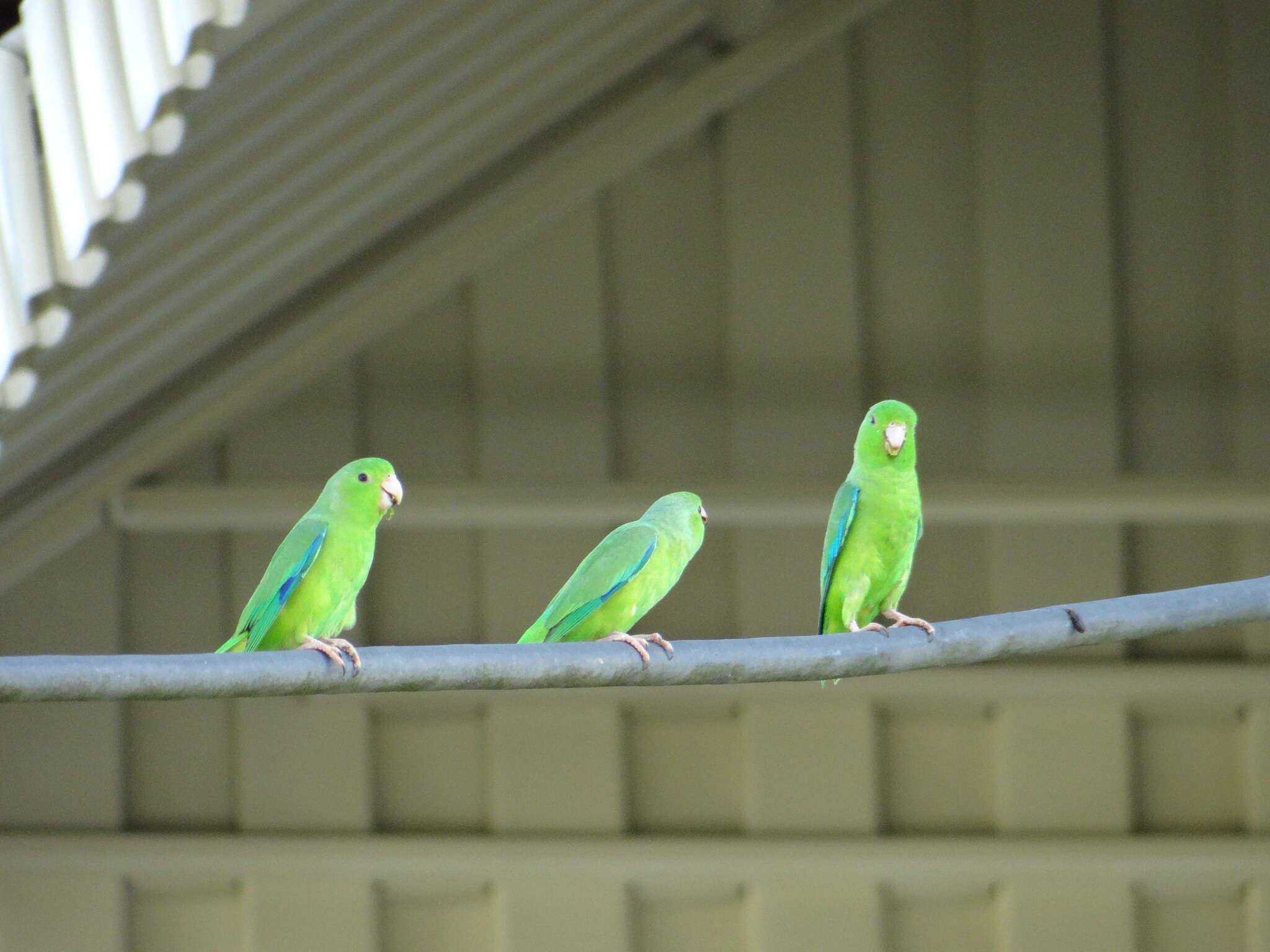 Image of Green-rumped Parrotlet