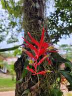 Billbergia iridifolia (Nees & Mart.) Lindl.的圖片