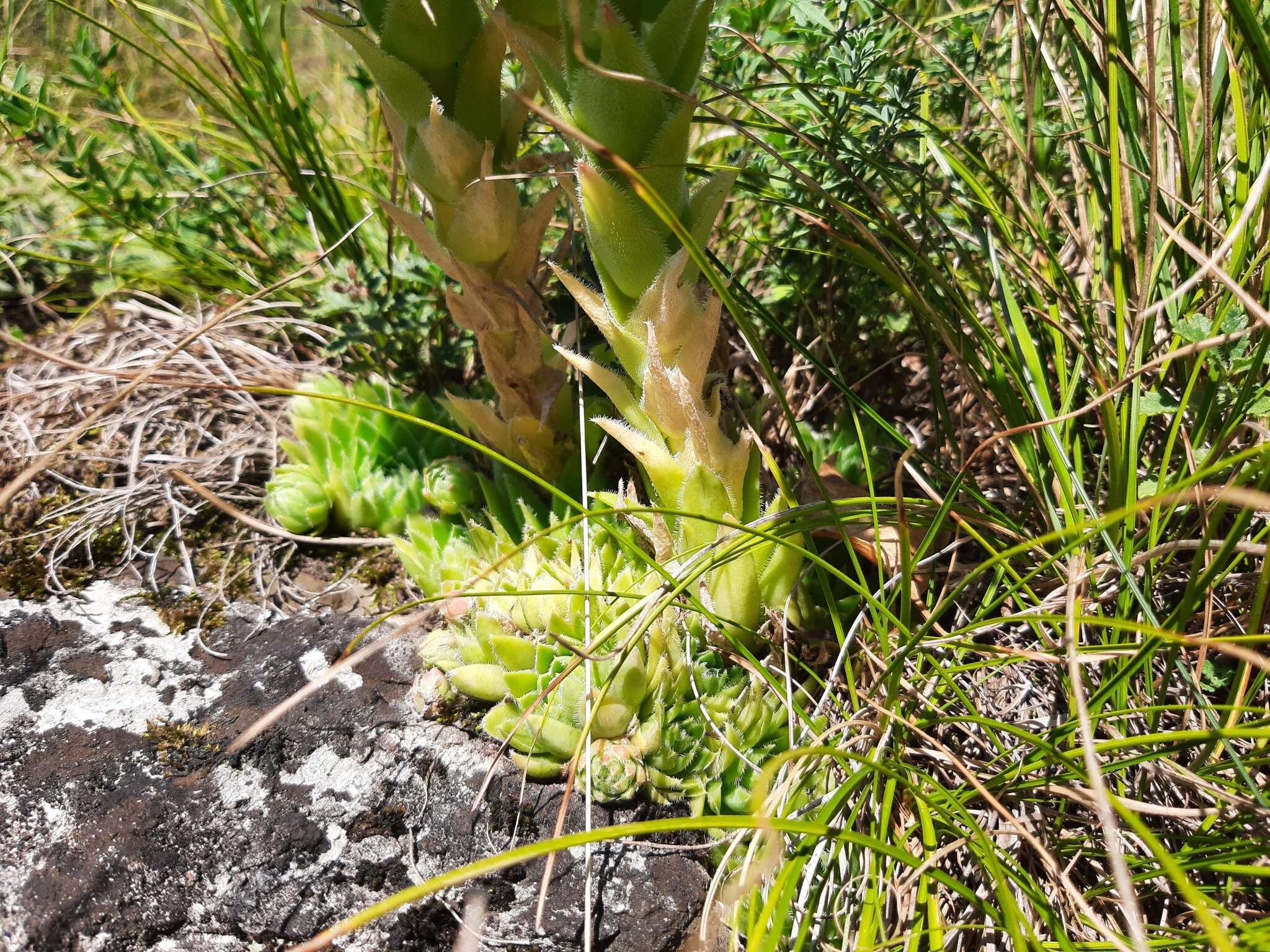 Image of Sempervivum globiferum subsp. hirtum (L.) H.