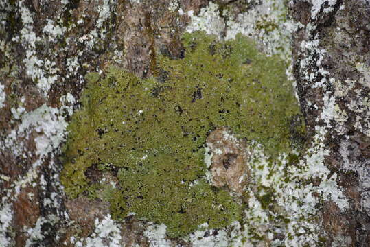 Image of fringed lichen