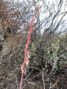 Image of Gasteria brachyphylla (Salm-Dyck) van Jaarsv.