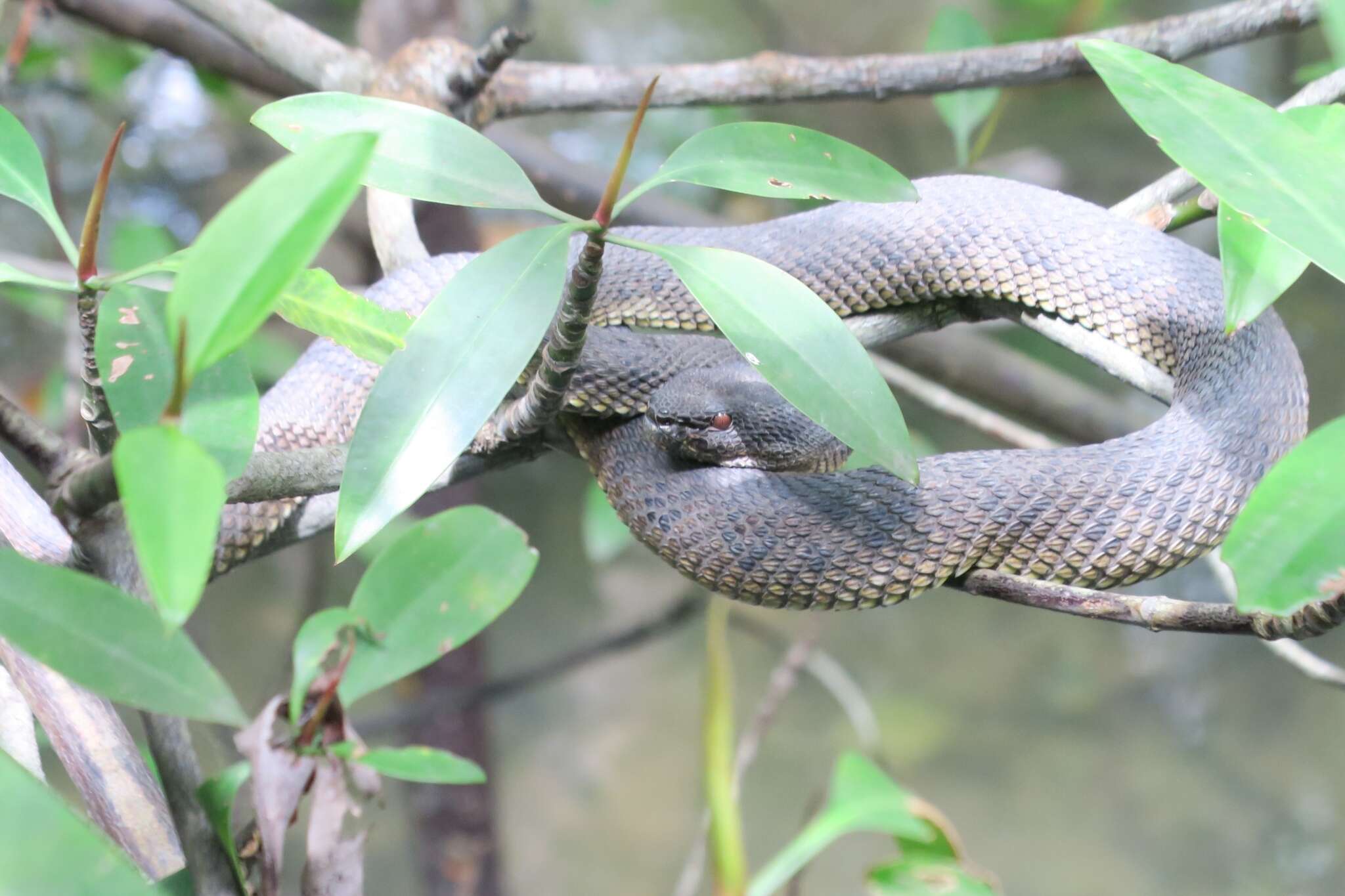 Image of Andaman pitviper
