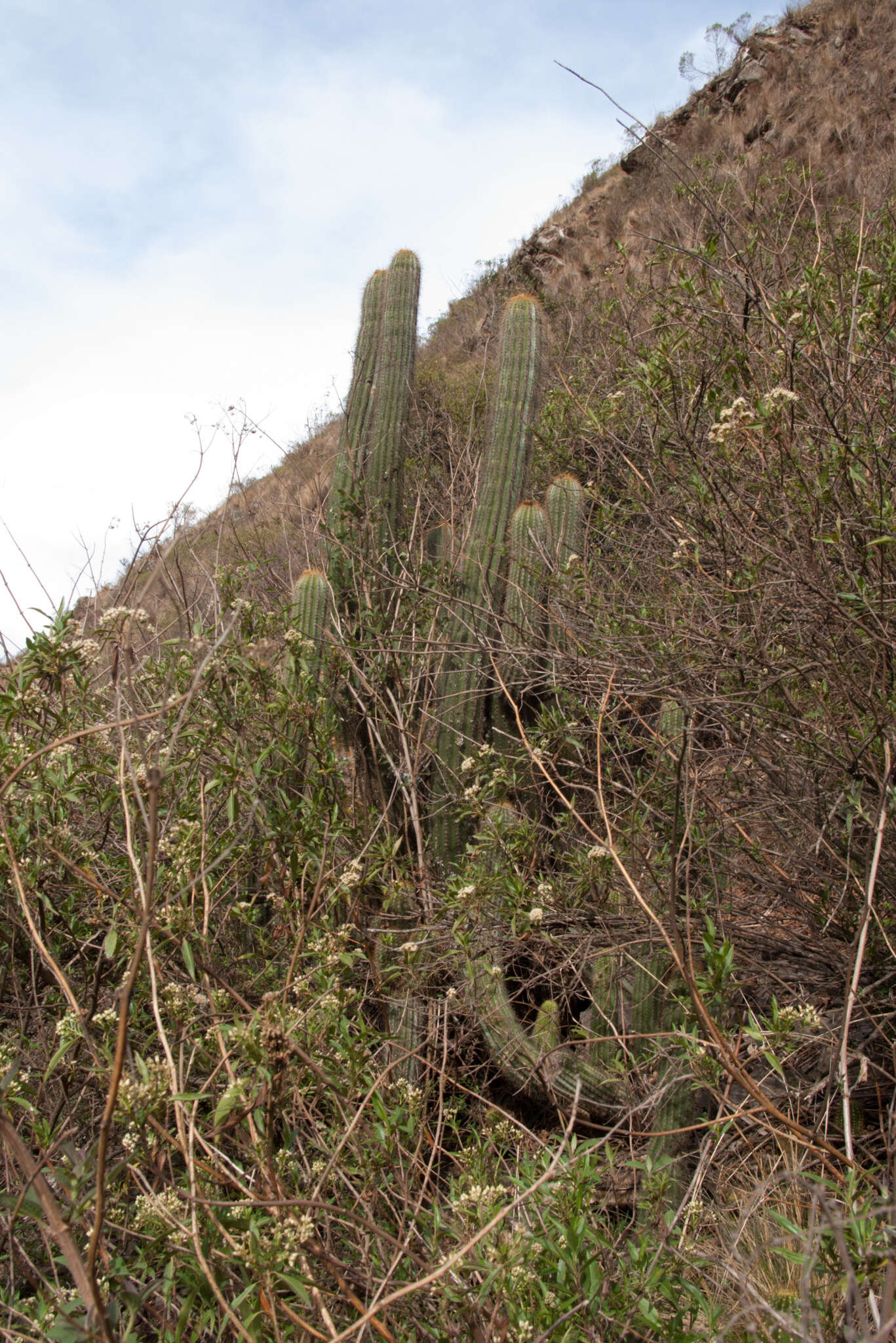 Echinopsis schickendantzii F. A. C. Weber resmi