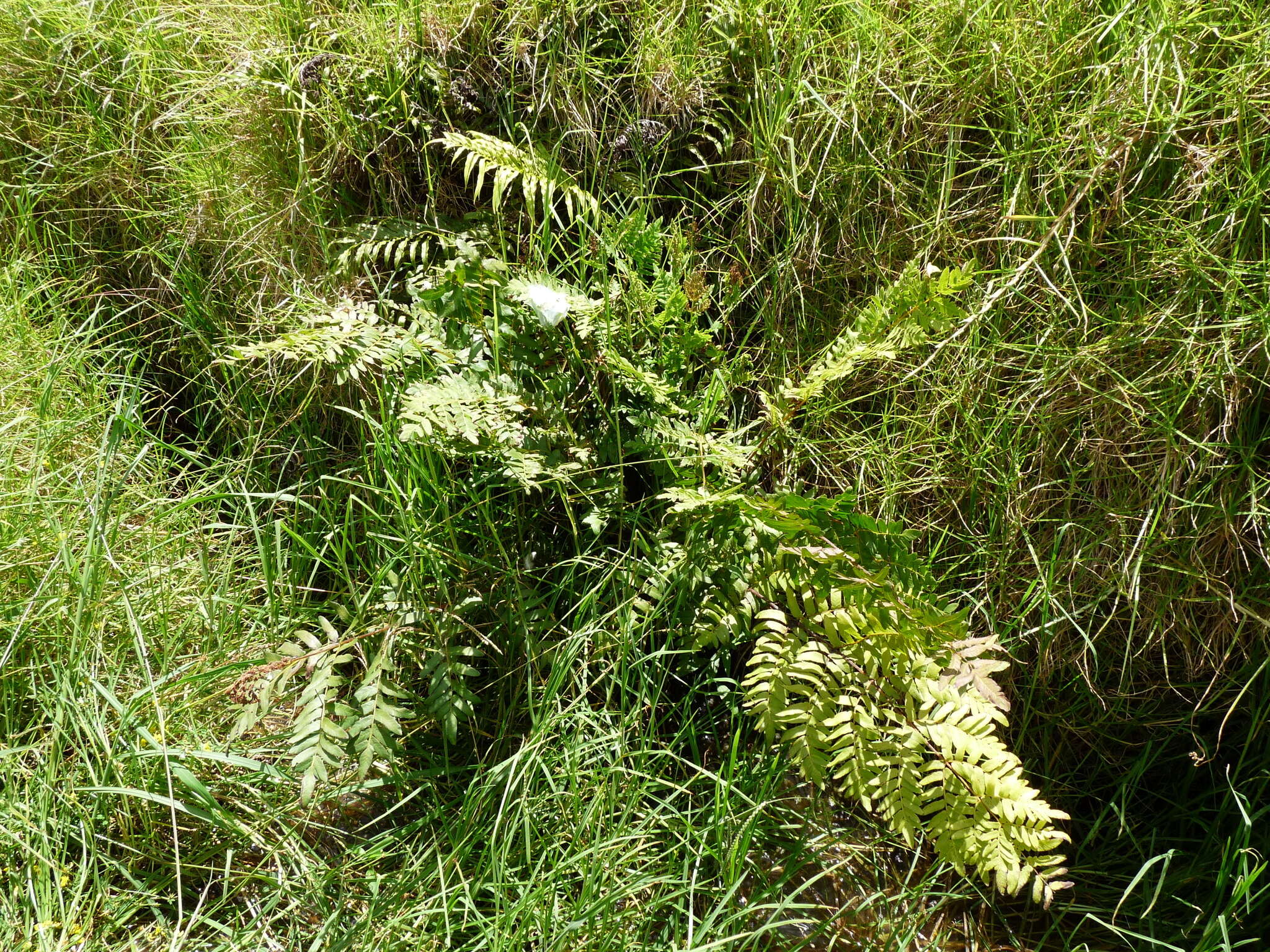 Imagem de Osmunda regalis L.