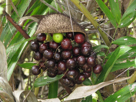 Image of Bactris glaucescens Drude