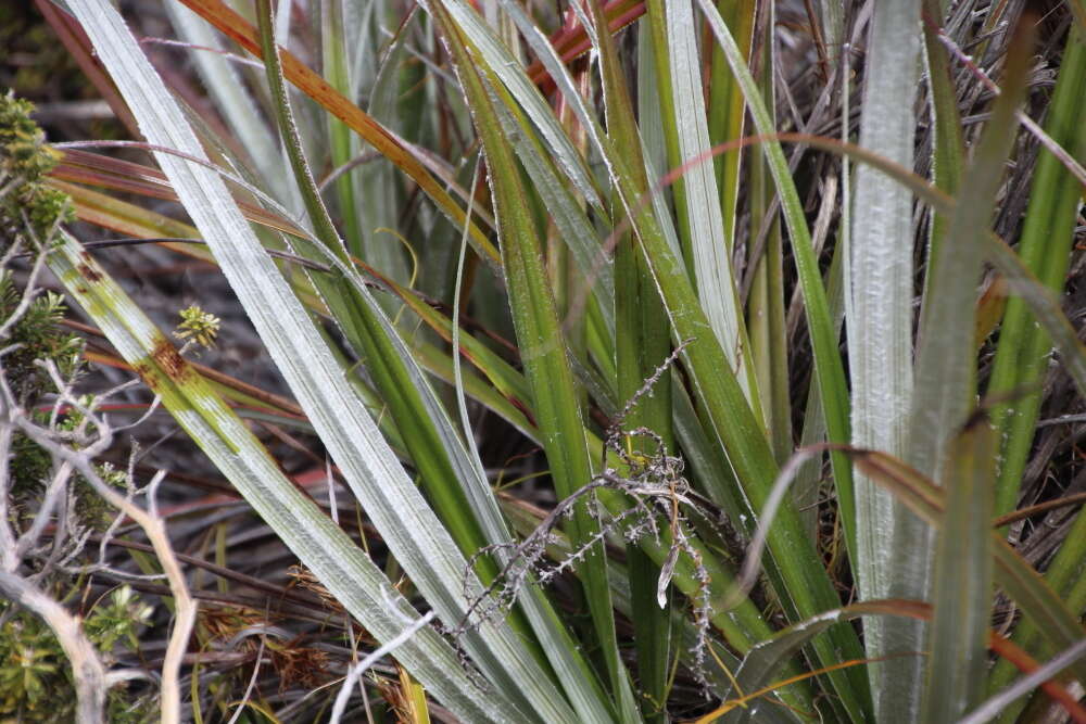 Astelia banksii A. Cunn.的圖片