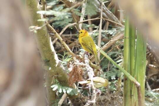 Image of Taveta Golden Weaver